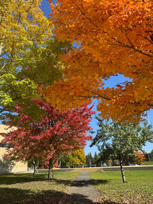 colorful campus trees