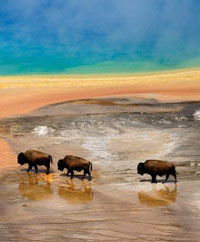 Bison in Yellowstone