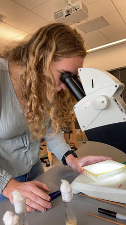 Colleen Tytler in Dr. Ferguson's Molecular Genetics Lab at Penn State, where she is using a dissecting microscope to count and characterize Drosophila melanogaster (common fruit flies) by their different phenotypes, such as sex, eye color, wing shape and abdomen pattern. A foot-pedal-controlled flow of CO2 keeps the flies anesthetized on a pad while under microscopic examination.