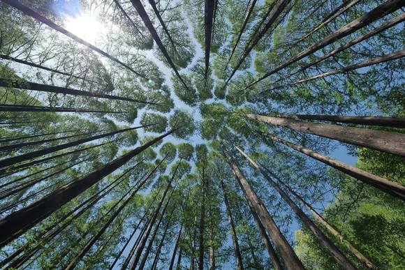 tree canopy. Earning an Earth Science degree is a great way to start a rewarding career in the sciences. 