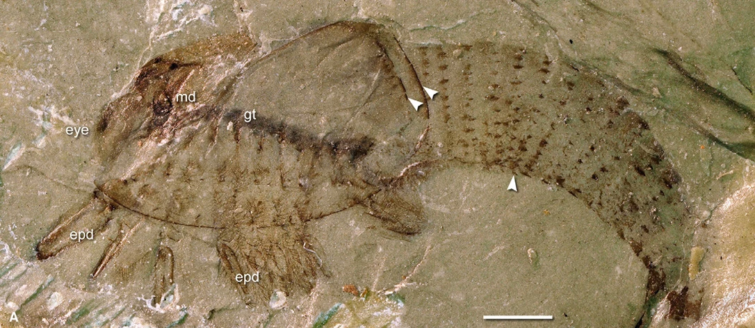 photo of fossil