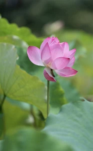 photo of lotus flower