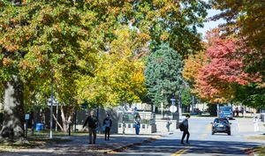 view of trees along roadway