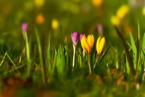 image of crocuses