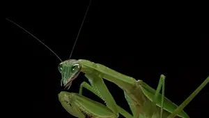 mantis still 